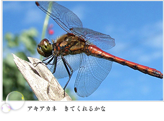 アキアカネ　きてくれるかな