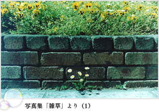 写真集「雑草」より（1）