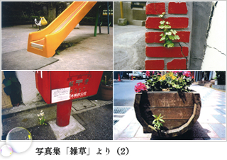 写真集「雑草」より（2）